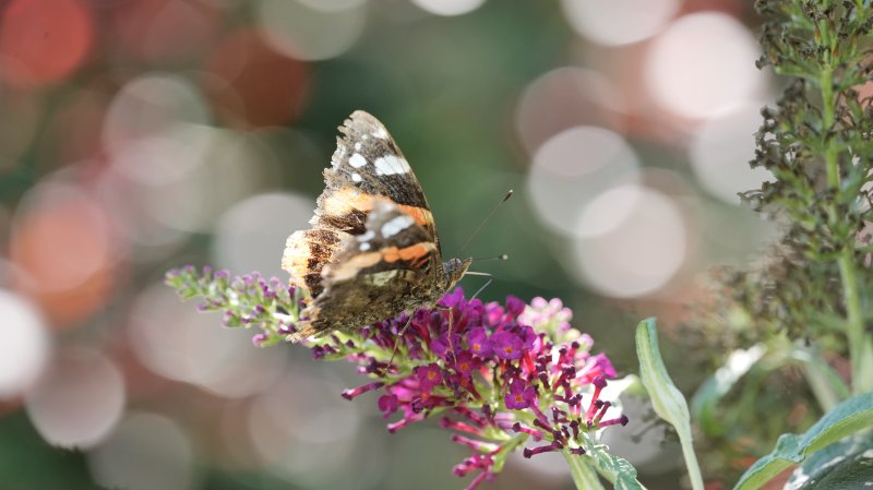 PAPILLON.  VULCAIN sur Buddleia. La joie de  rencontrer un papillon. LISE JALOUX